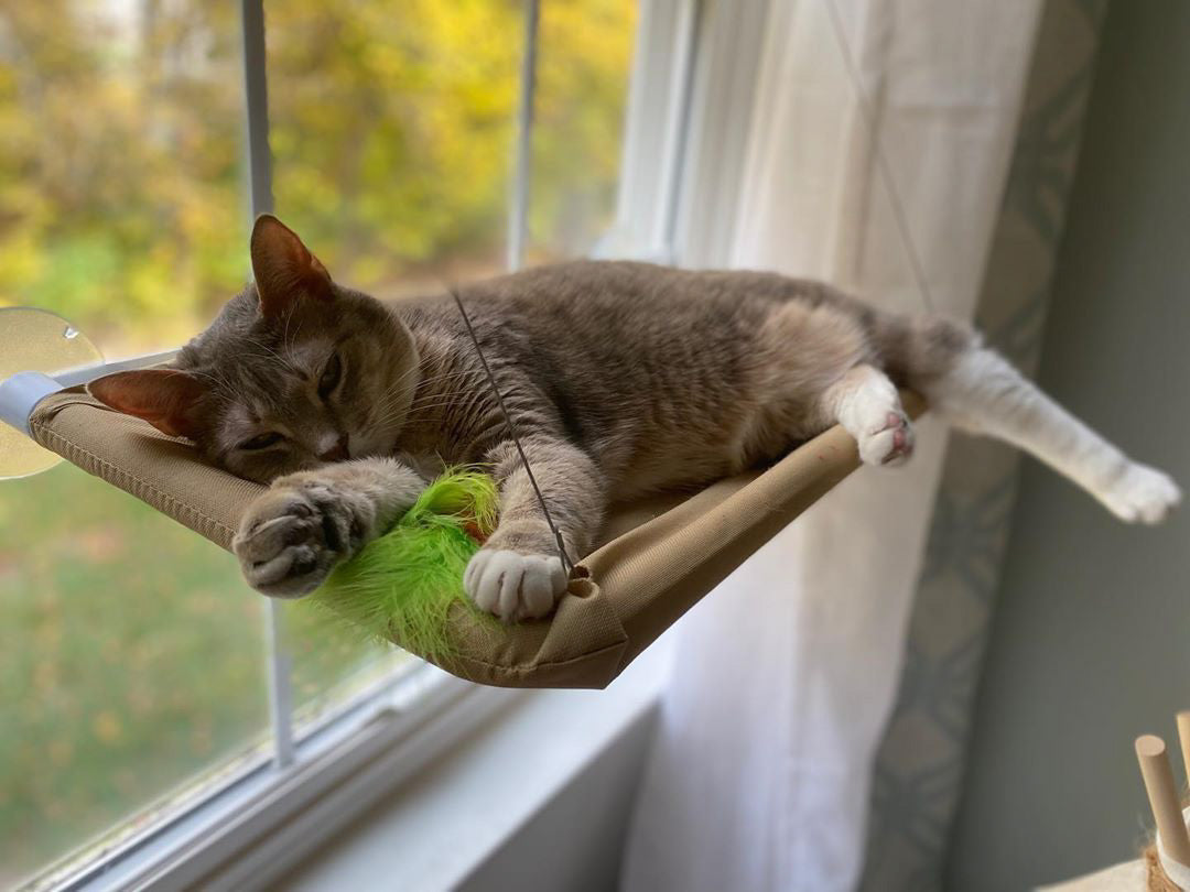 Sunny Window Hammock